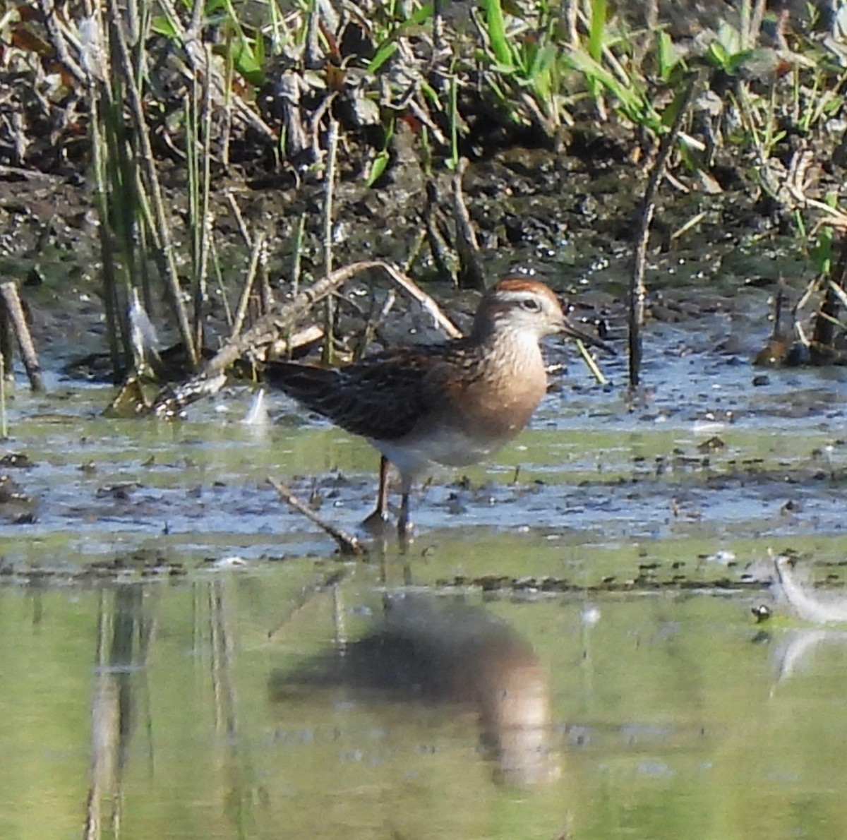 Sharp-tailed Sandpiper - ML623966666