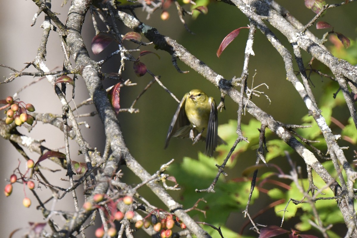 Tennessee Warbler - ML623966668