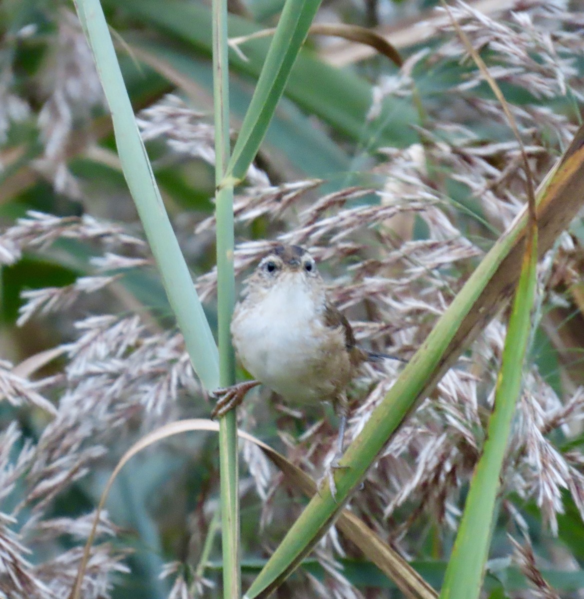 Marsh Wren - ML623966675