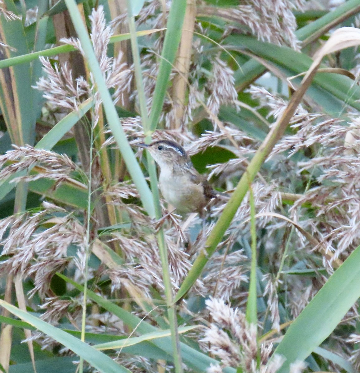 Marsh Wren - ML623966676