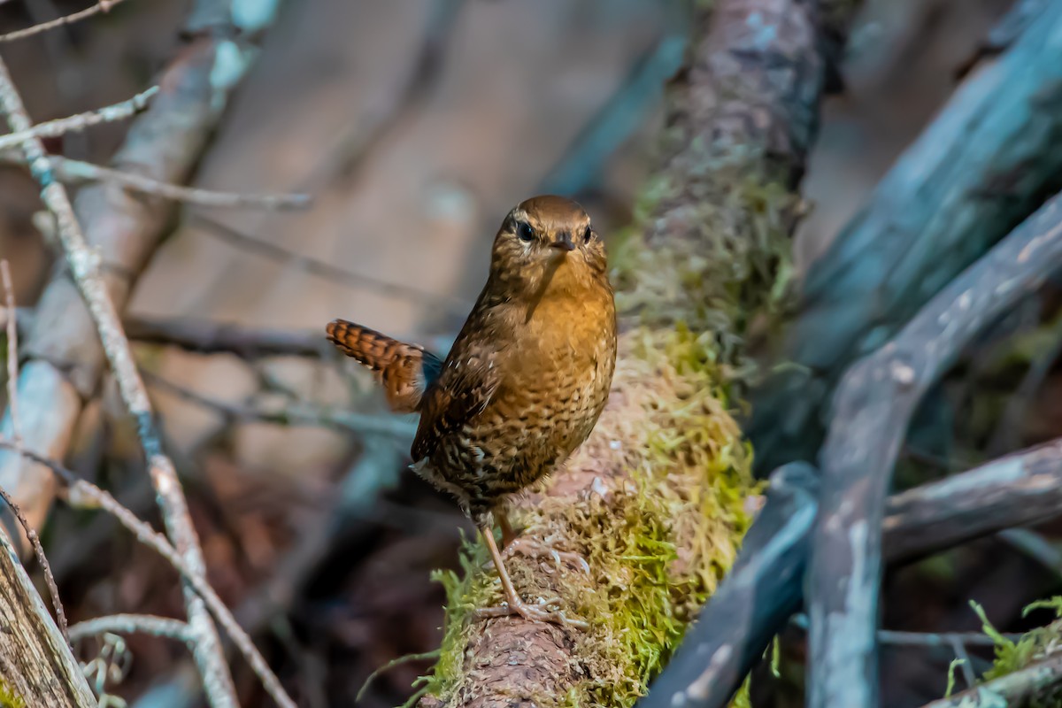 Pacific Wren - ML623966687