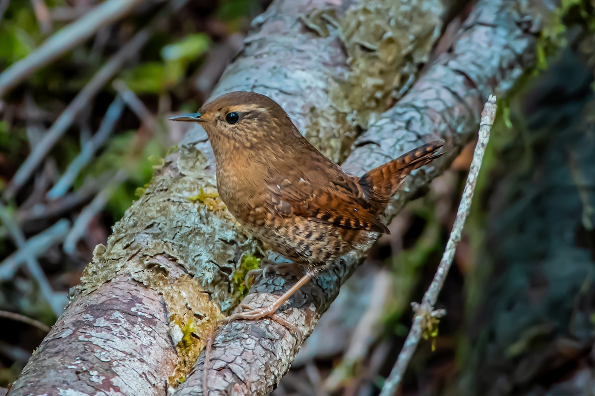 Pacific Wren - Brandon Lloyd