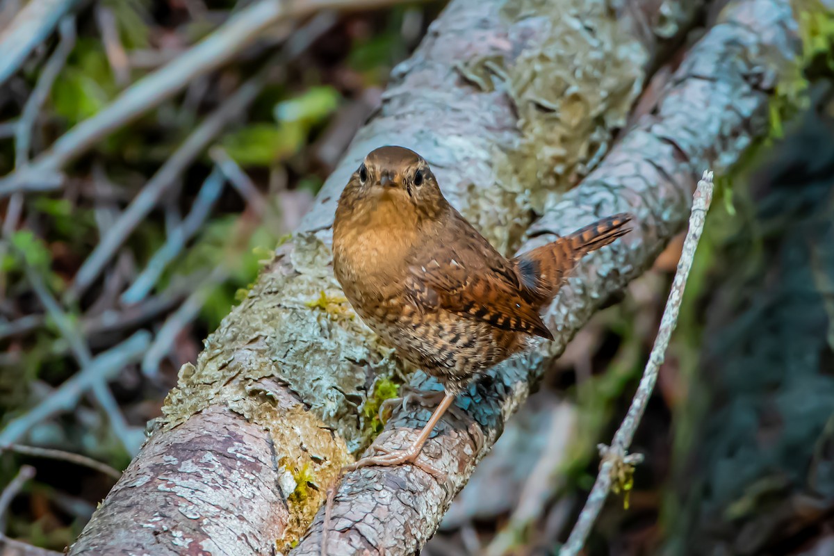 Pacific Wren - ML623966689