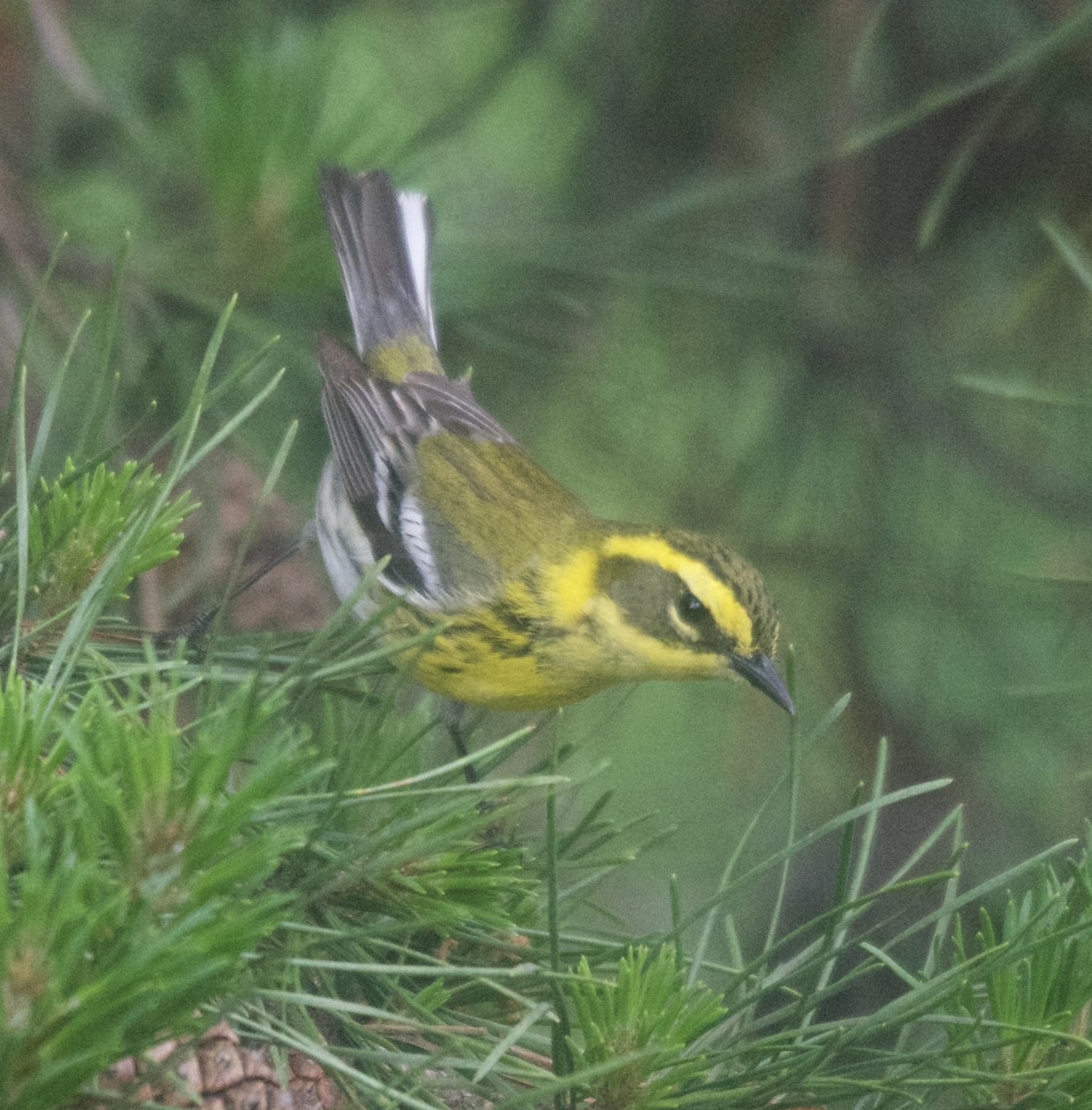 Townsend's Warbler - ML623966698