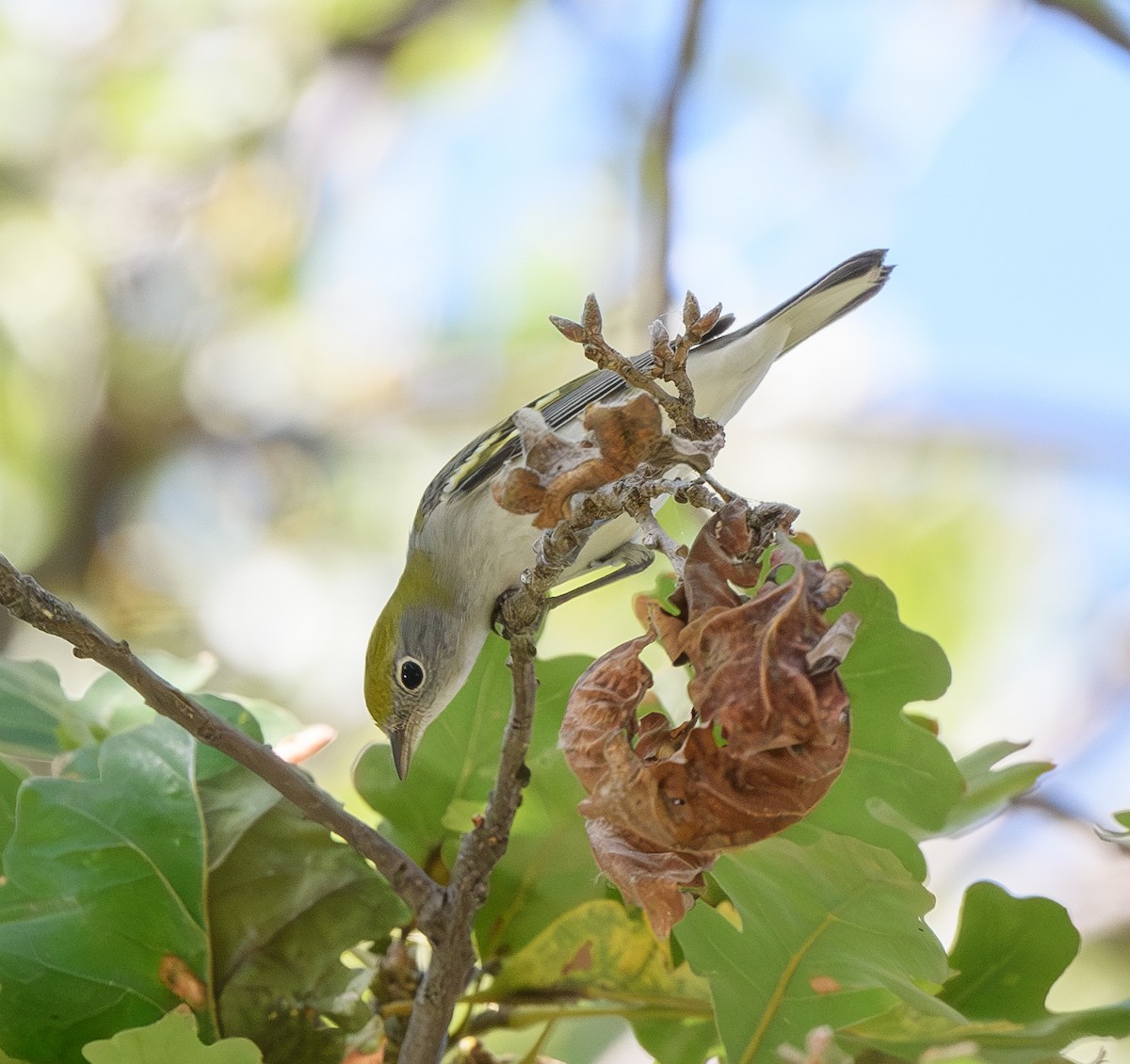 Chestnut-sided Warbler - Joshua Greenfield