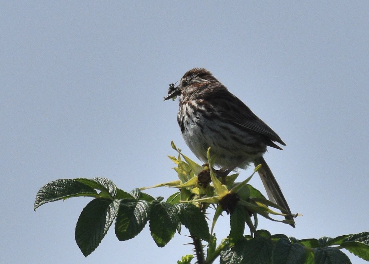 Song Sparrow - Susan Rosine