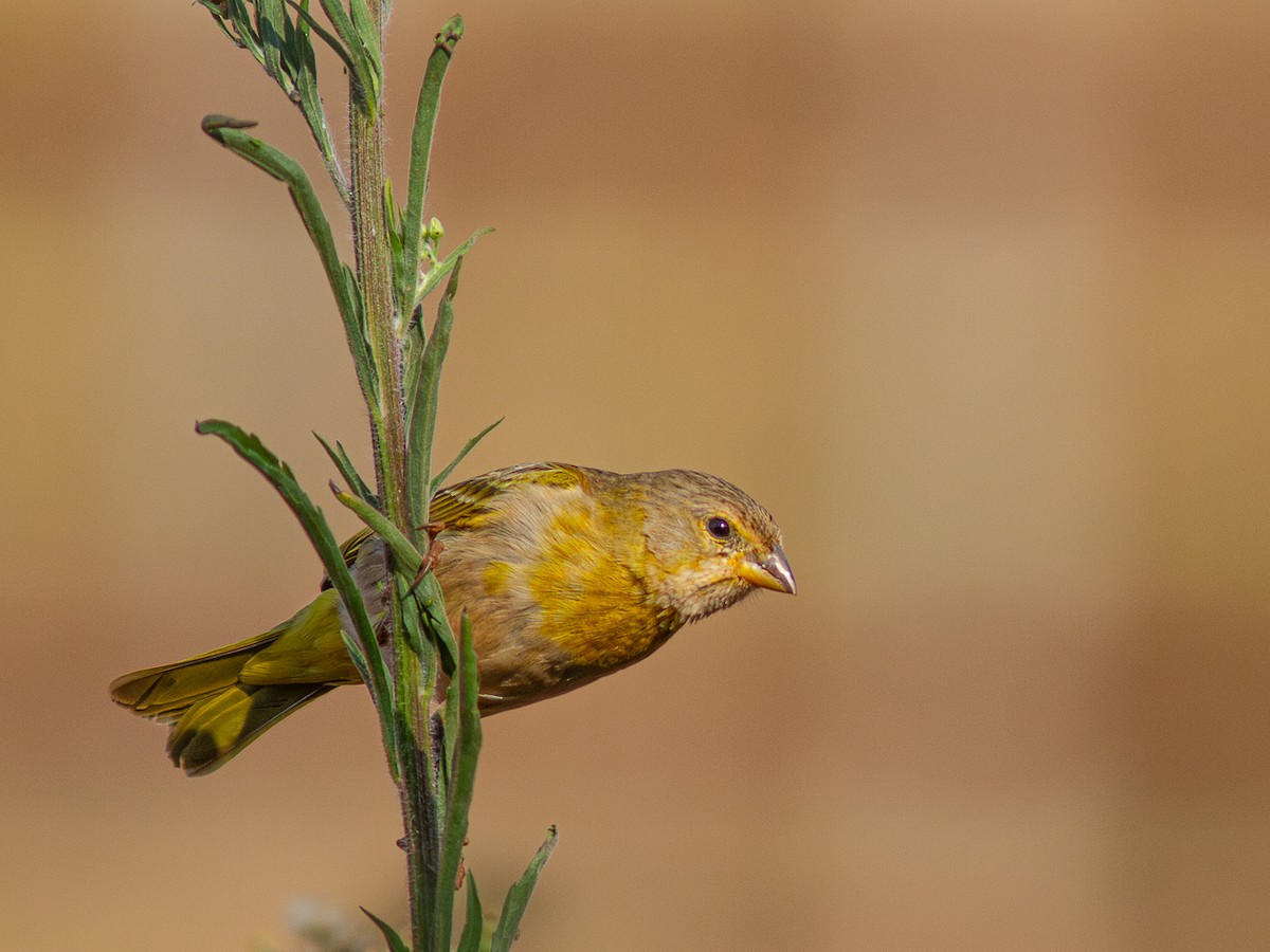 Saffron Finch - ML623966723