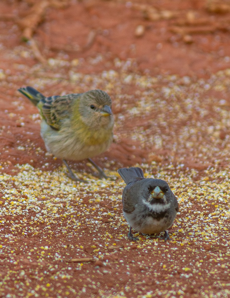 Saffron Finch - ML623966724