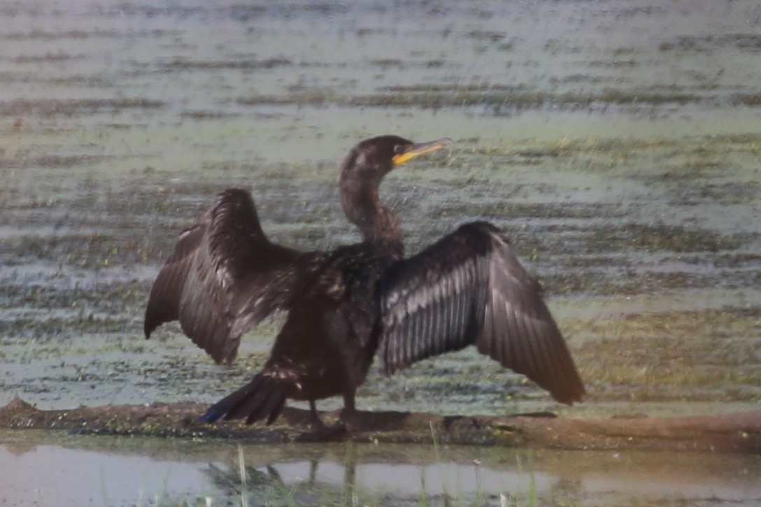 Double-crested Cormorant - Bruce Robinson