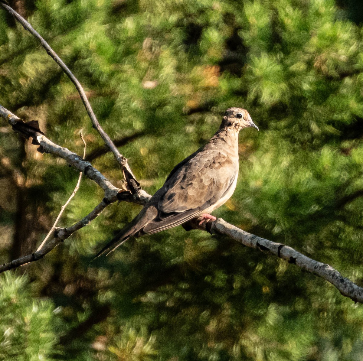 Mourning Dove - ML623966746