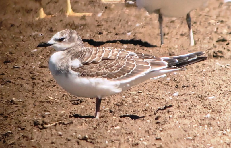 Sabine's Gull - ML623966768