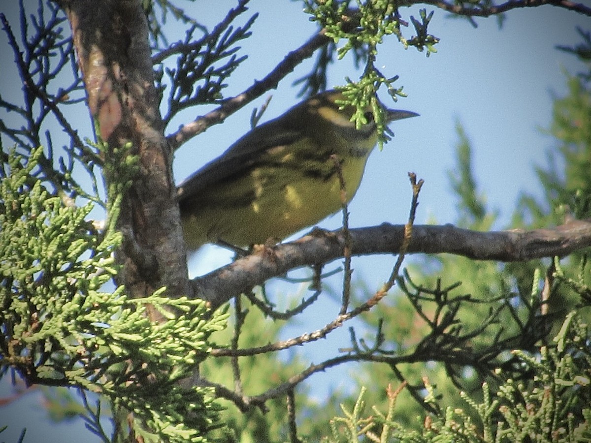 Prairie Warbler - Carl Bussells