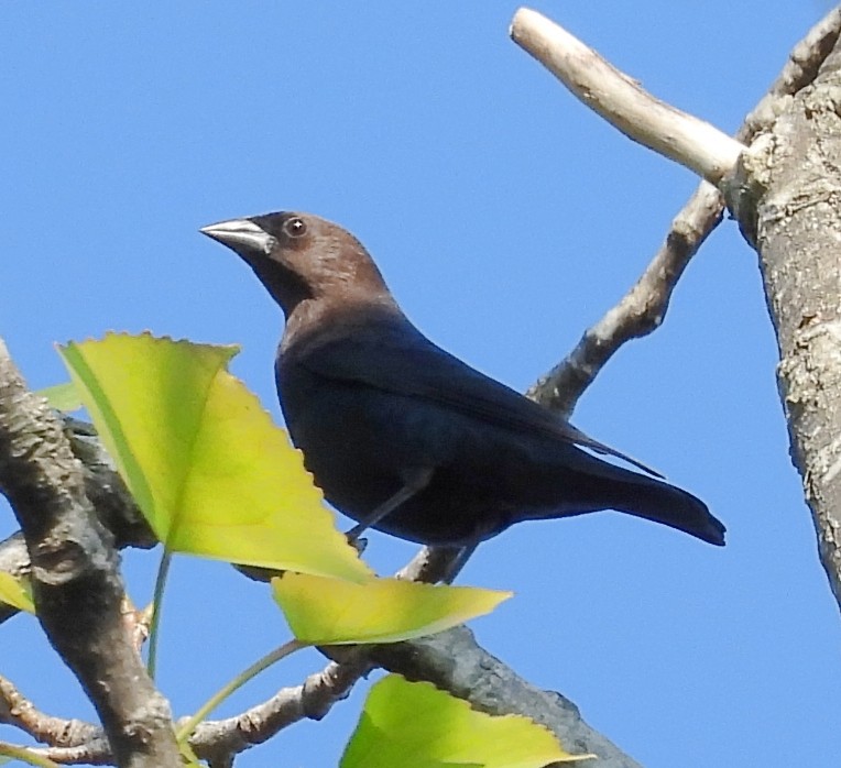 Brown-headed Cowbird - ML623966771