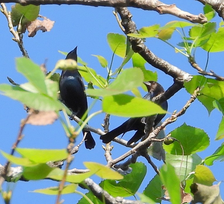 Brown-headed Cowbird - Cheryl Huner