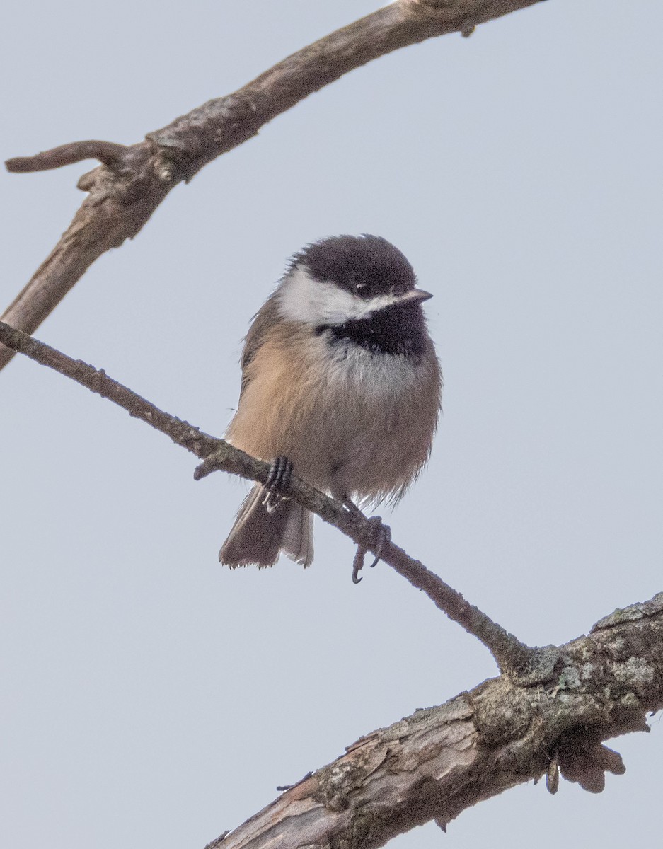 Black-capped Chickadee - ML623966774