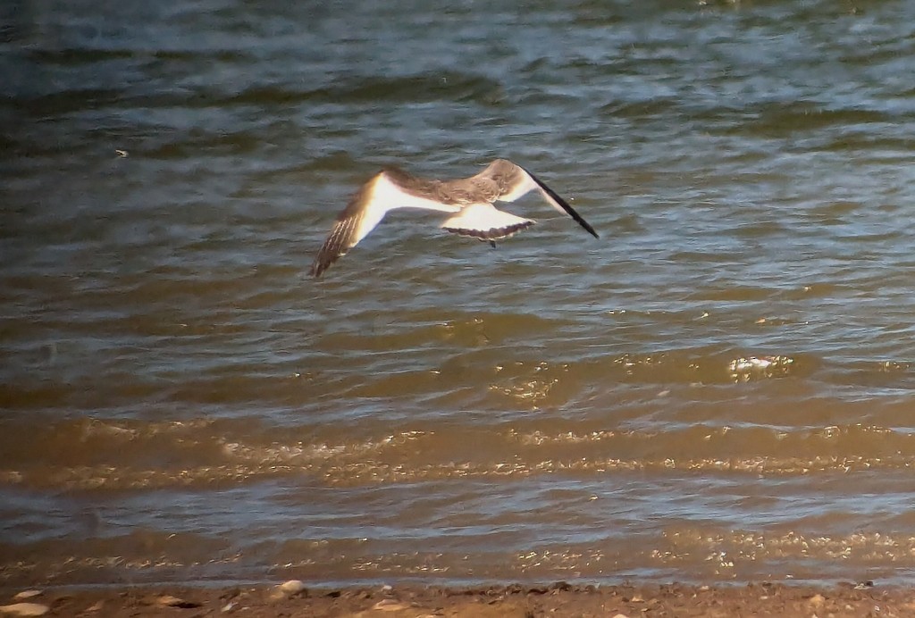 Sabine's Gull - ML623966775