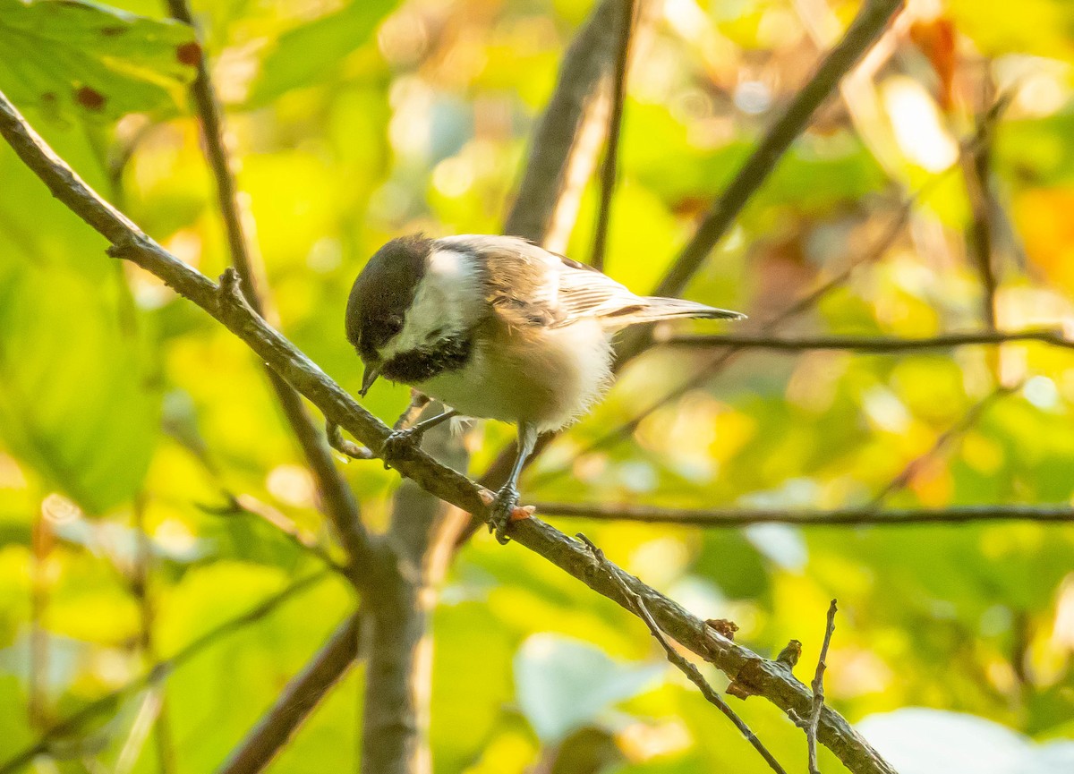 Black-capped Chickadee - ML623966776