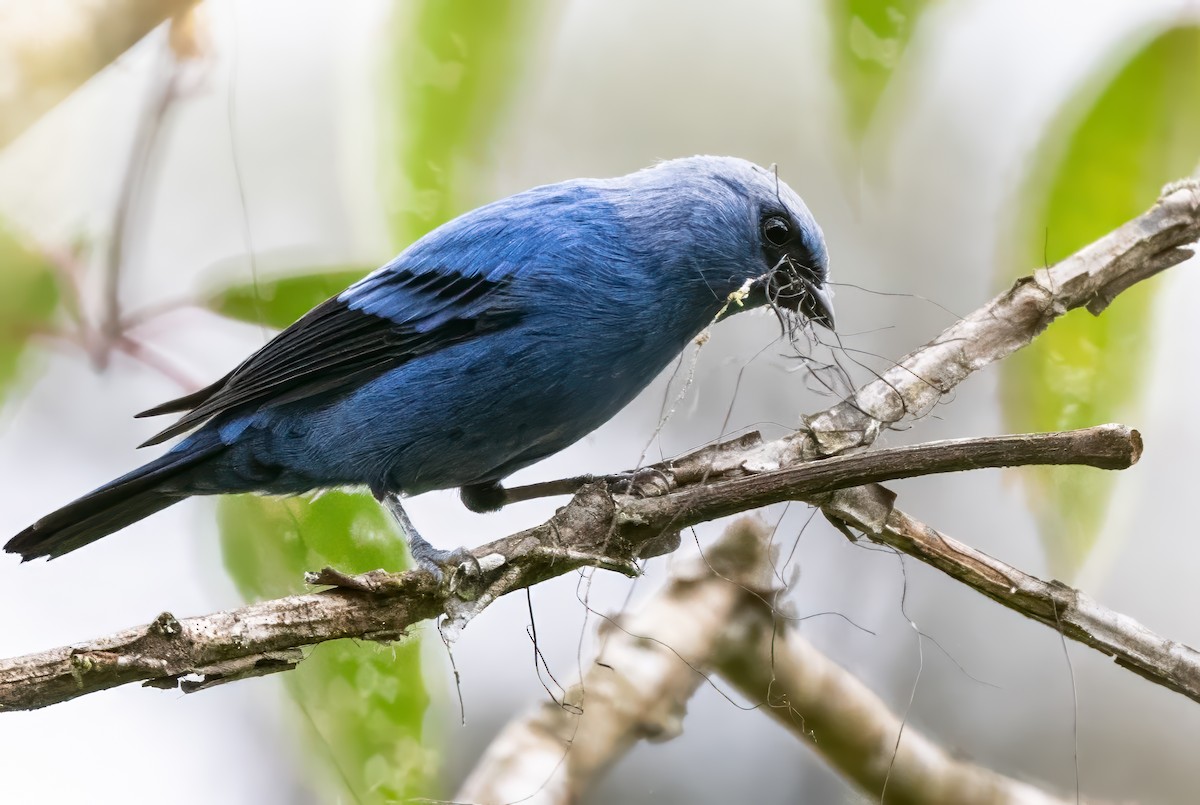 Blue-and-black Tanager - ML623966777