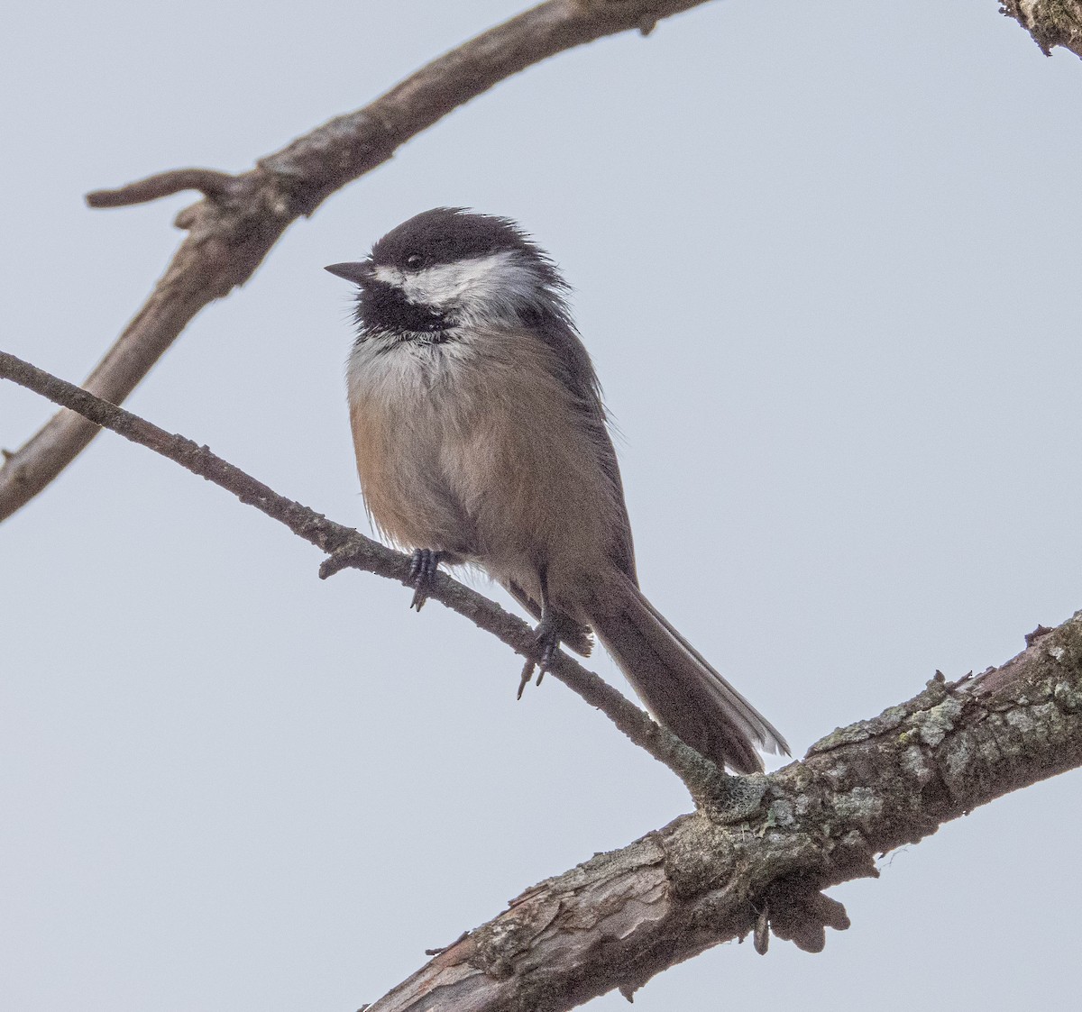 Black-capped Chickadee - ML623966778