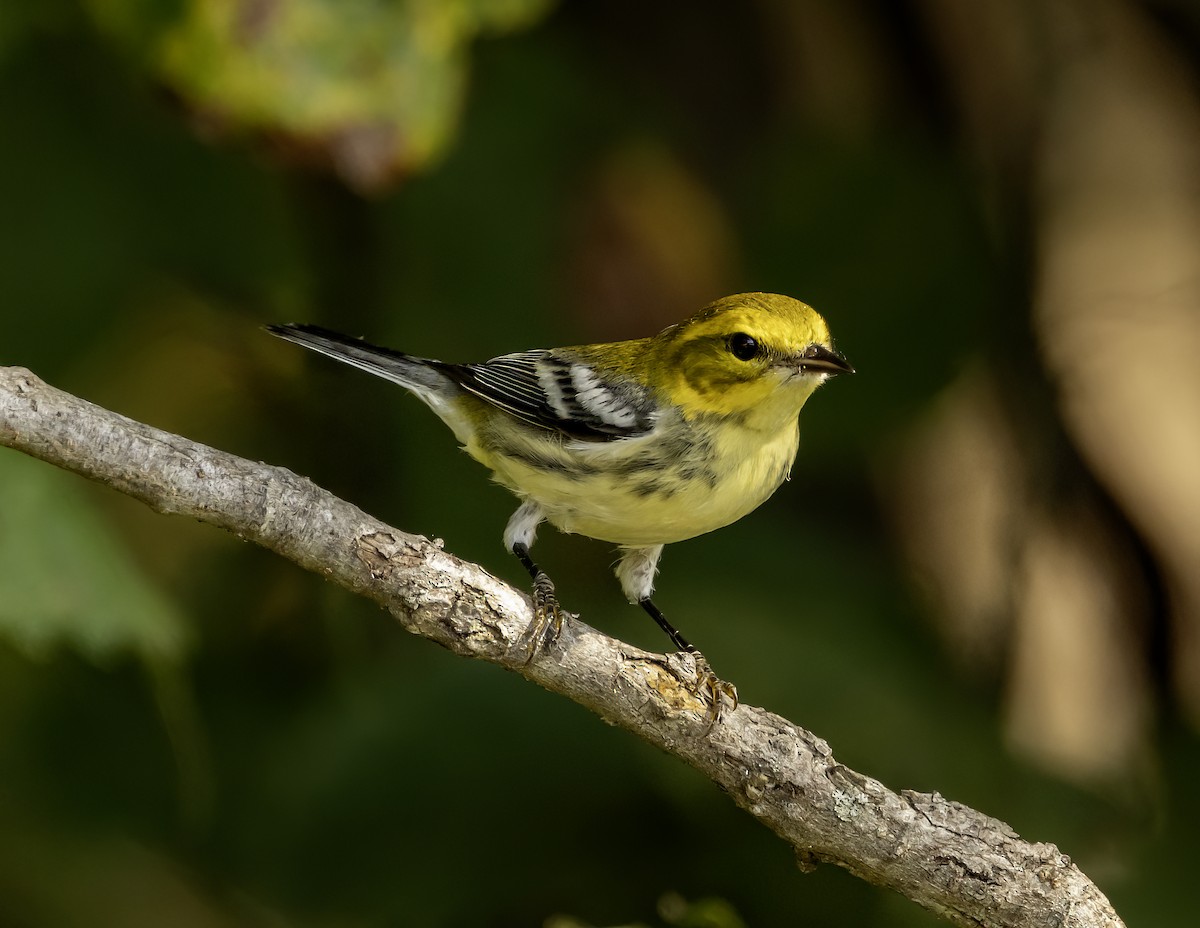 Black-throated Green Warbler - Iris Kilpatrick