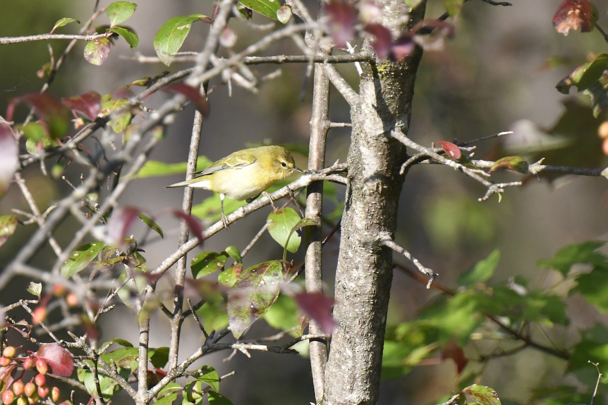 Tennessee Warbler - ML623966783