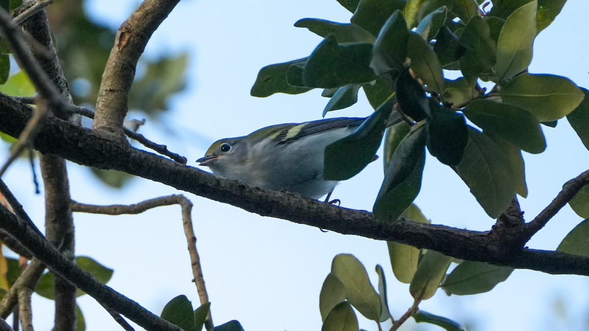 Chestnut-sided Warbler - ML623966784