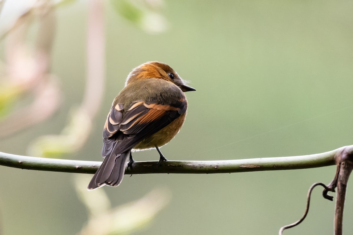 Cinnamon Flycatcher - ML623966785