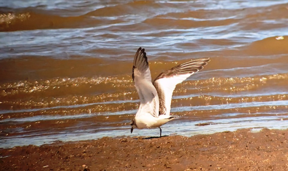 Sabine's Gull - ML623966786