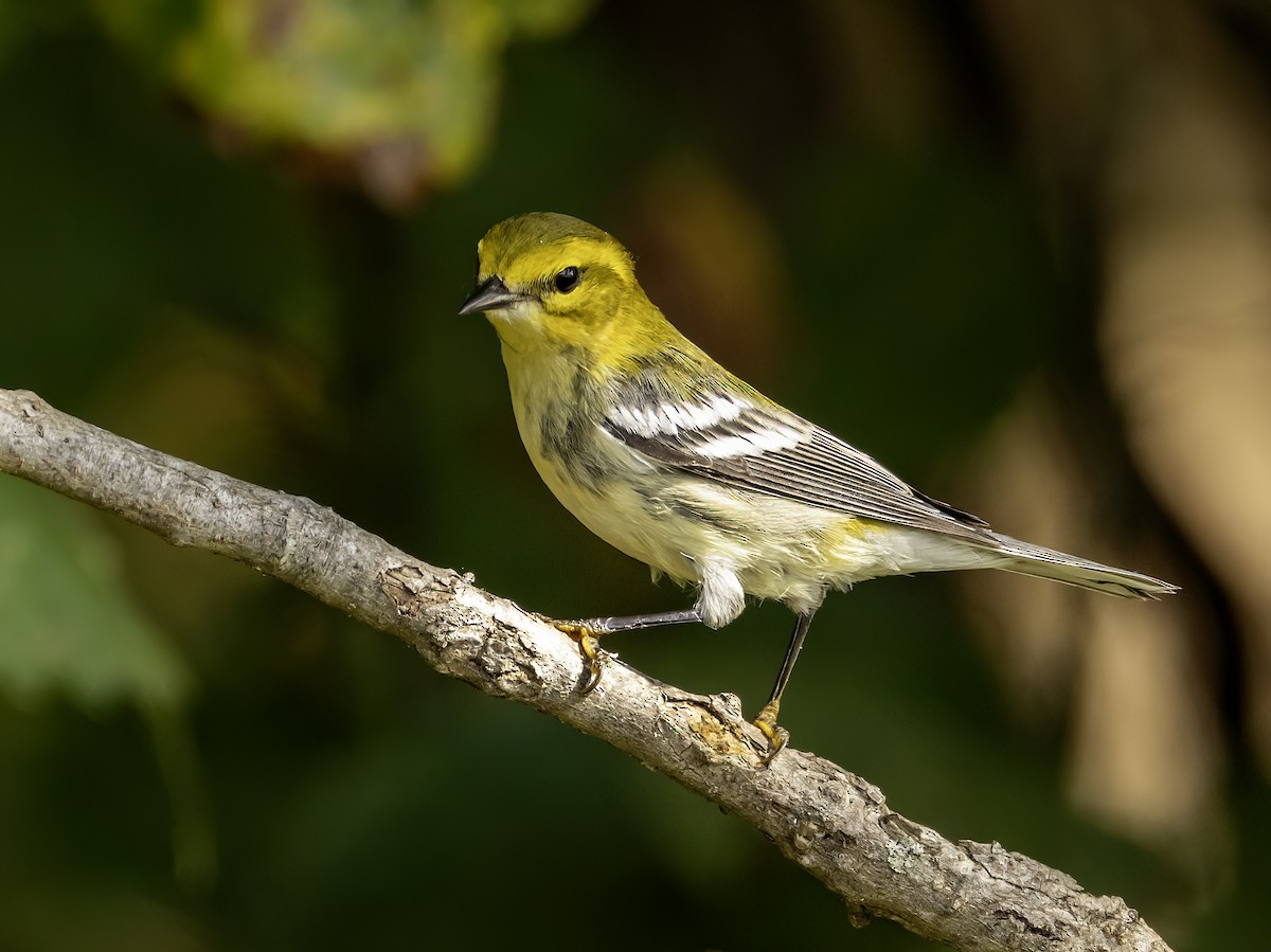 Black-throated Green Warbler - ML623966787