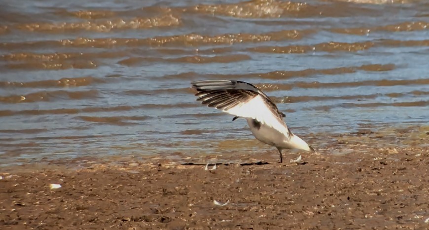 Sabine's Gull - ML623966788