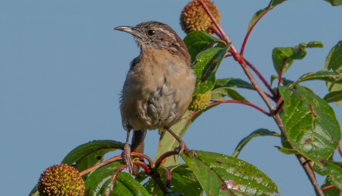 Carolina Wren - Gale VerHague