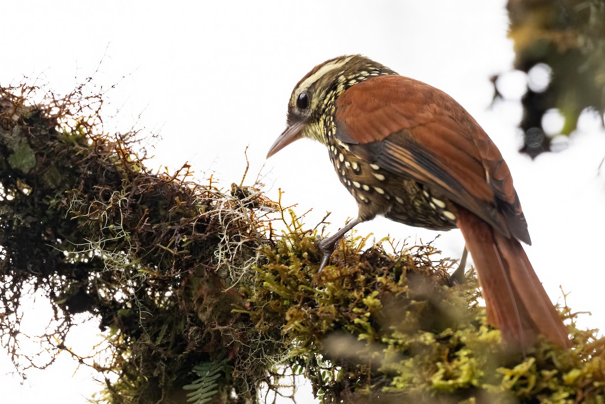 Pearled Treerunner - ML623966790