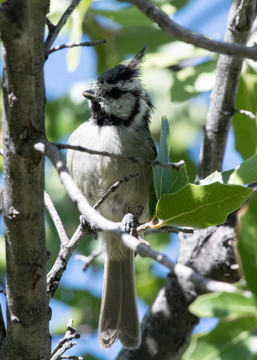 Bridled Titmouse - ML623966791