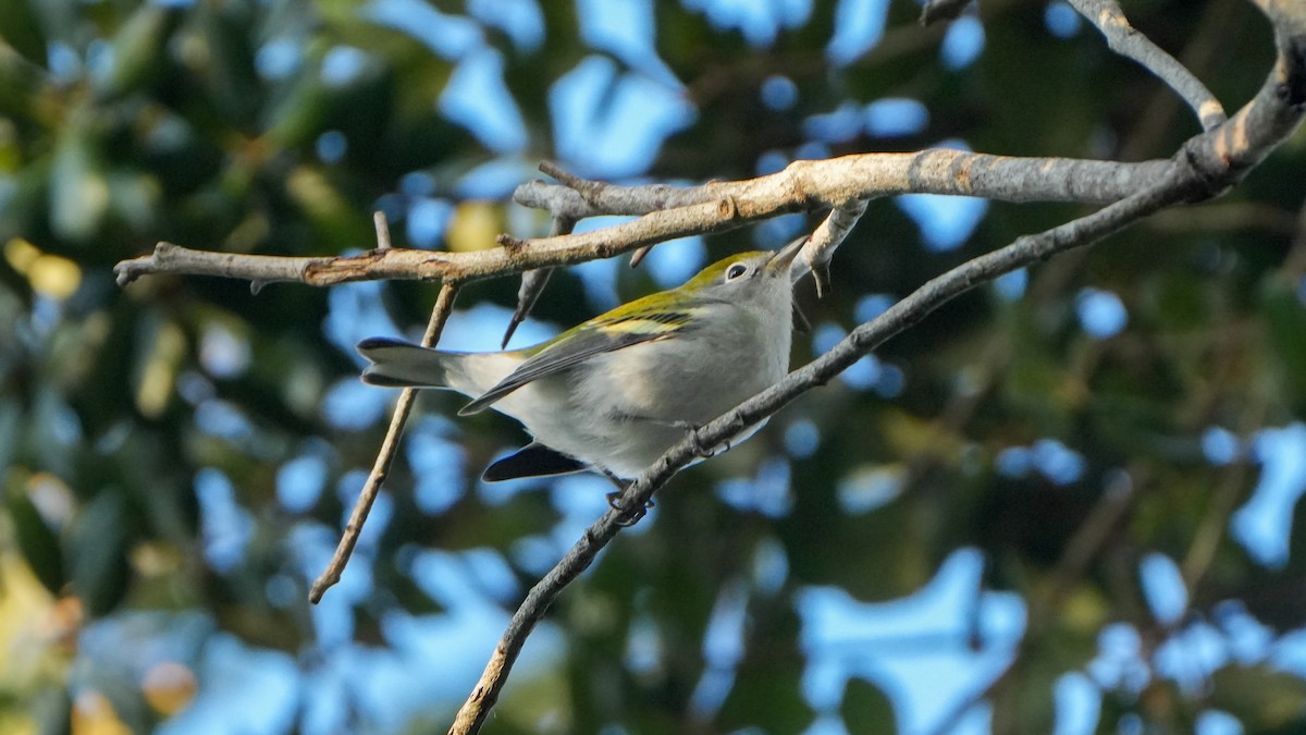 Chestnut-sided Warbler - ML623966792