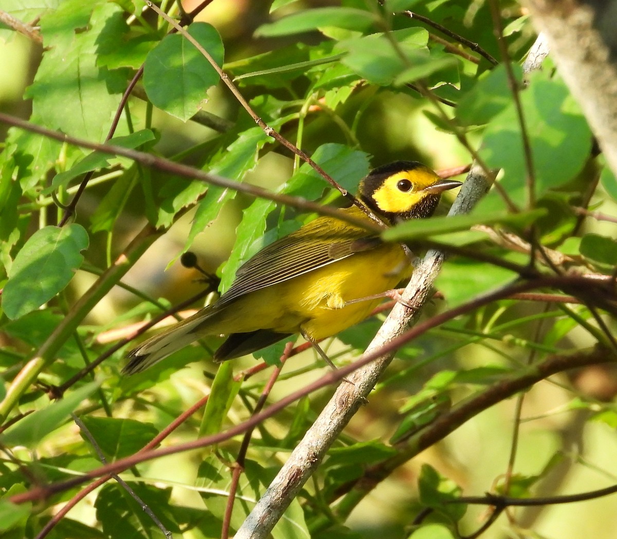 Hooded Warbler - ML623966793