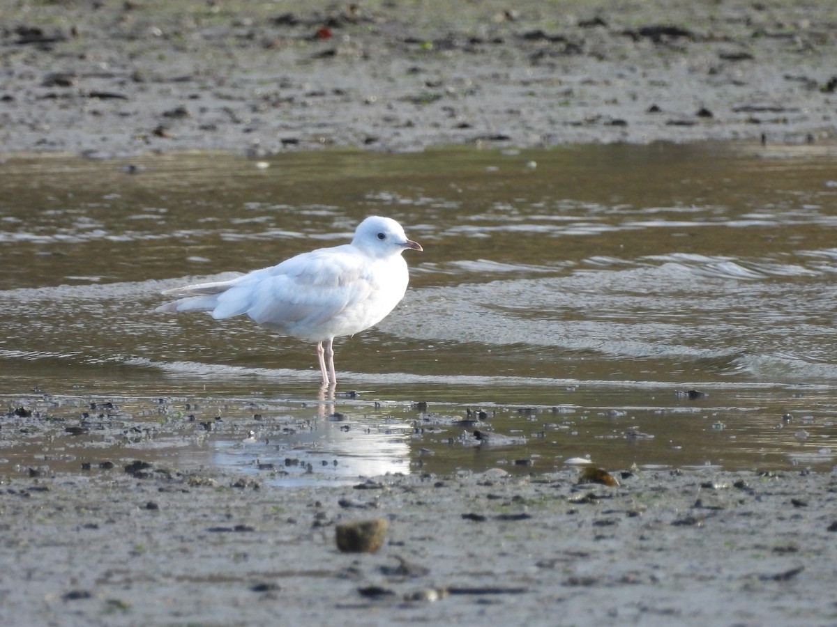 Short-billed Gull - ML623966798