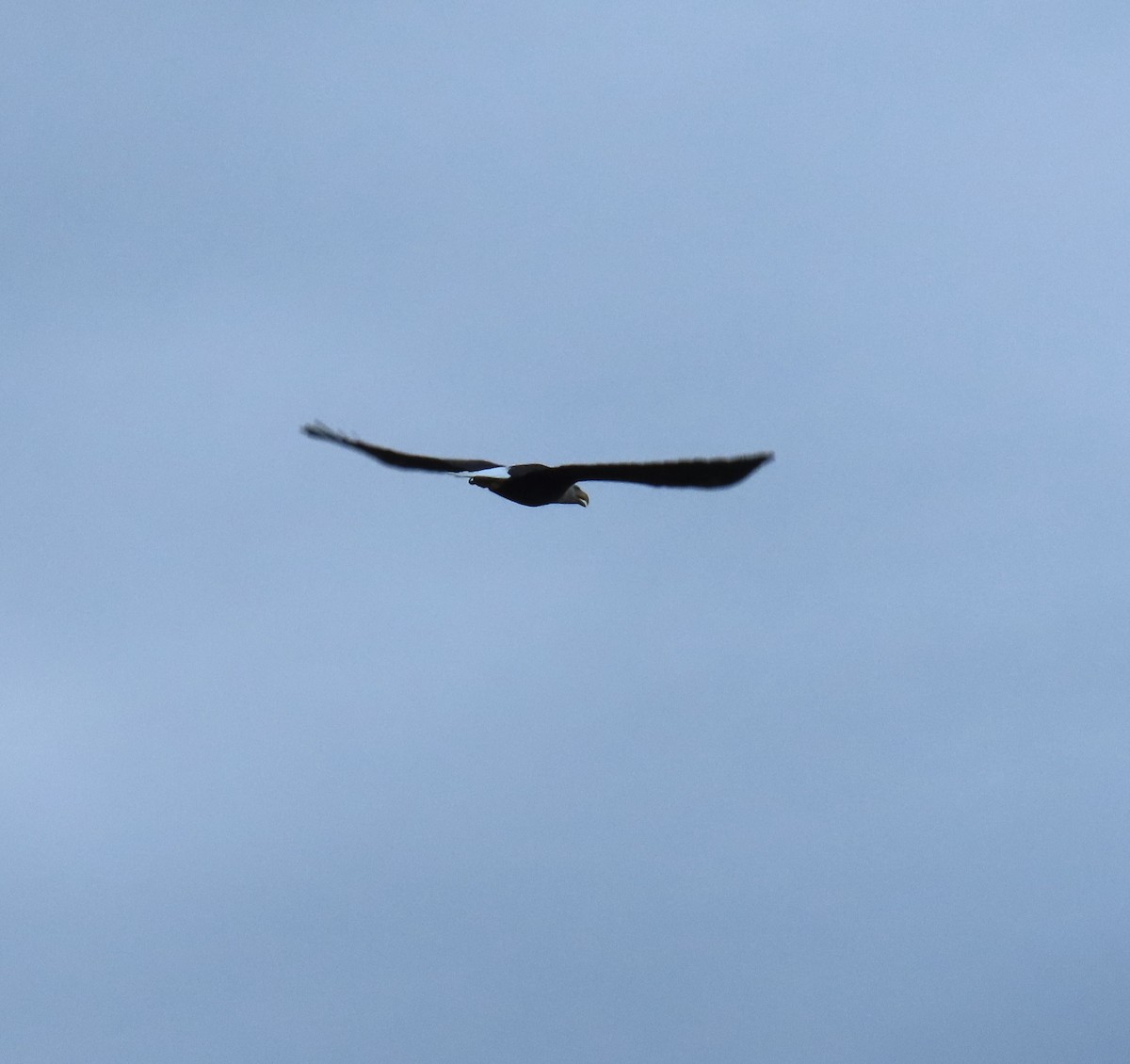 Bald Eagle - ML623966799