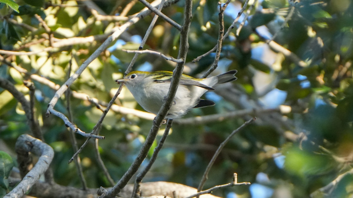 Chestnut-sided Warbler - ML623966800