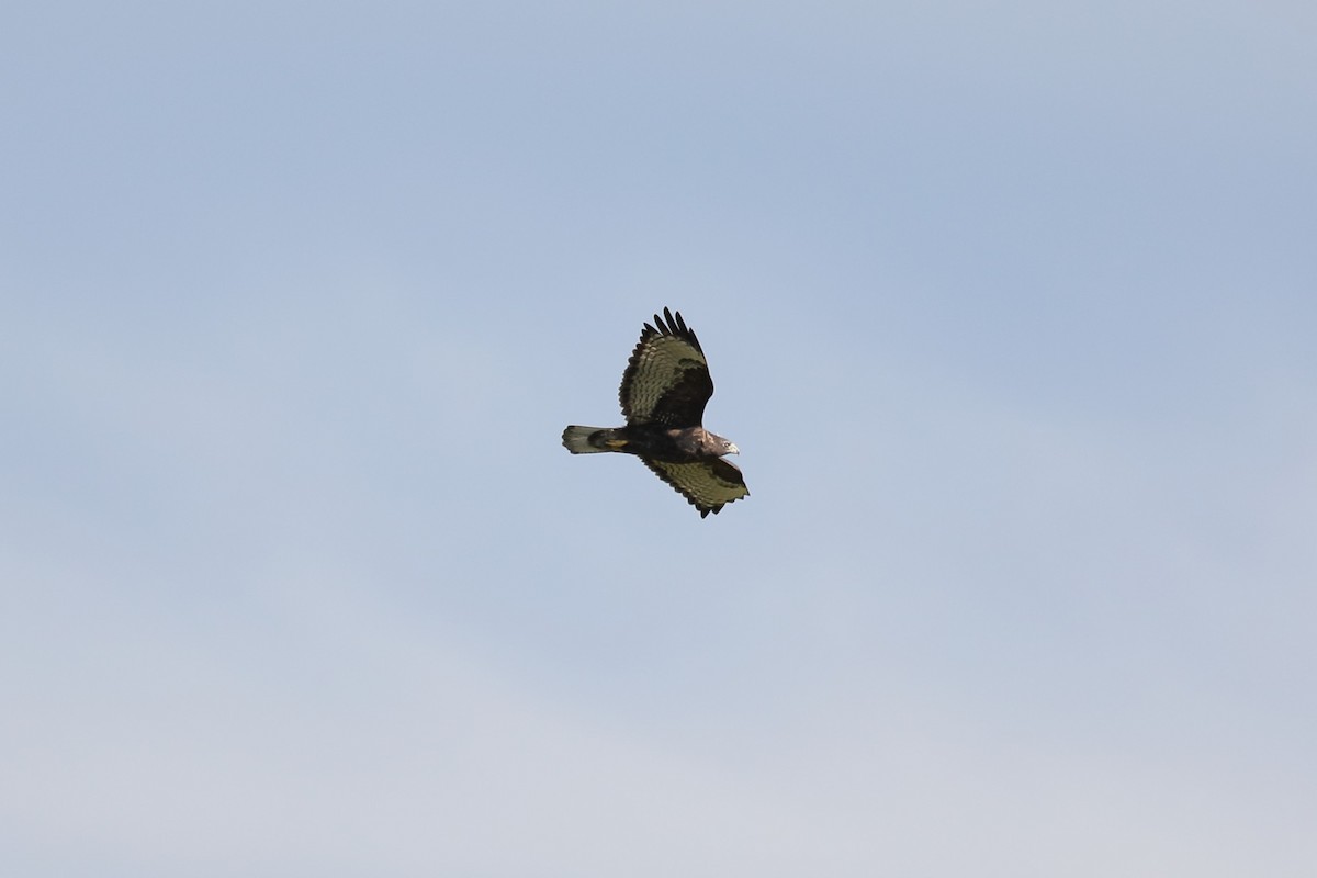 Red-tailed Hawk (Harlan's) - ML623966801