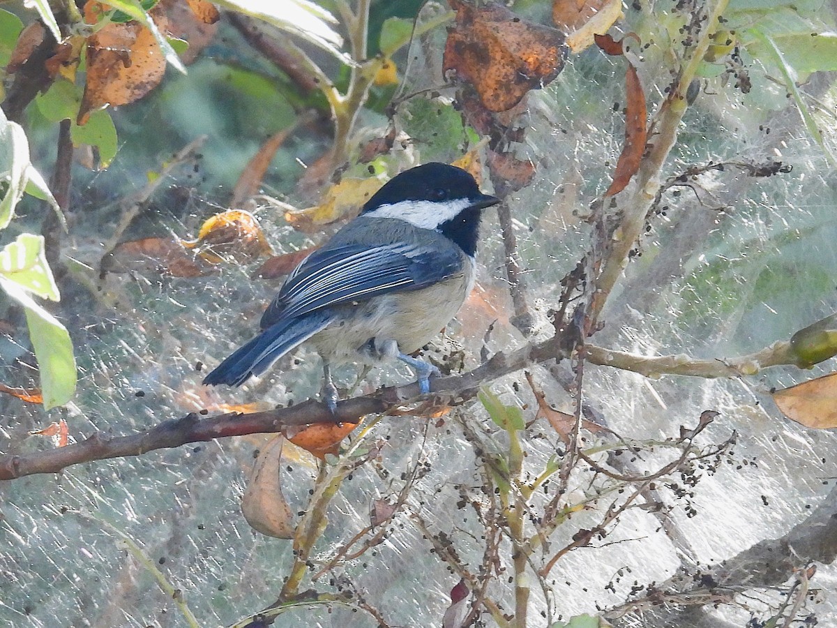 Black-capped Chickadee - ML623966876