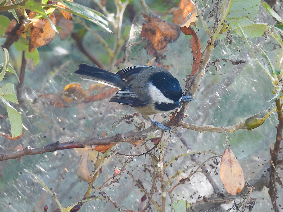 Black-capped Chickadee - ML623966877