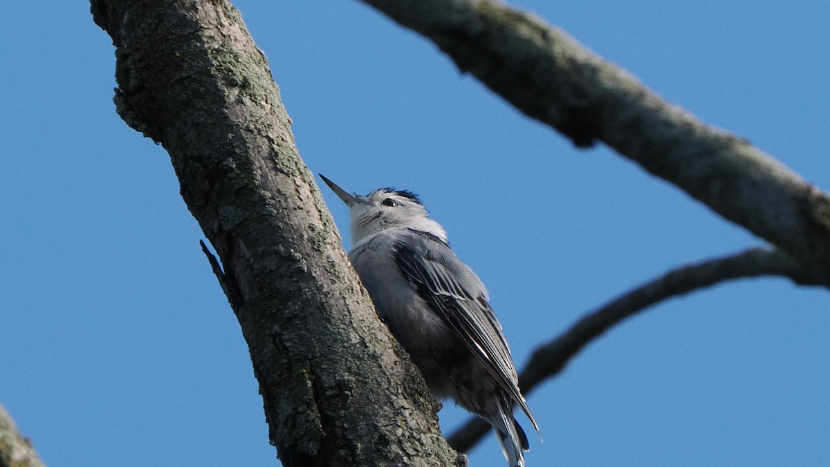 White-breasted Nuthatch (Eastern) - ML623966879