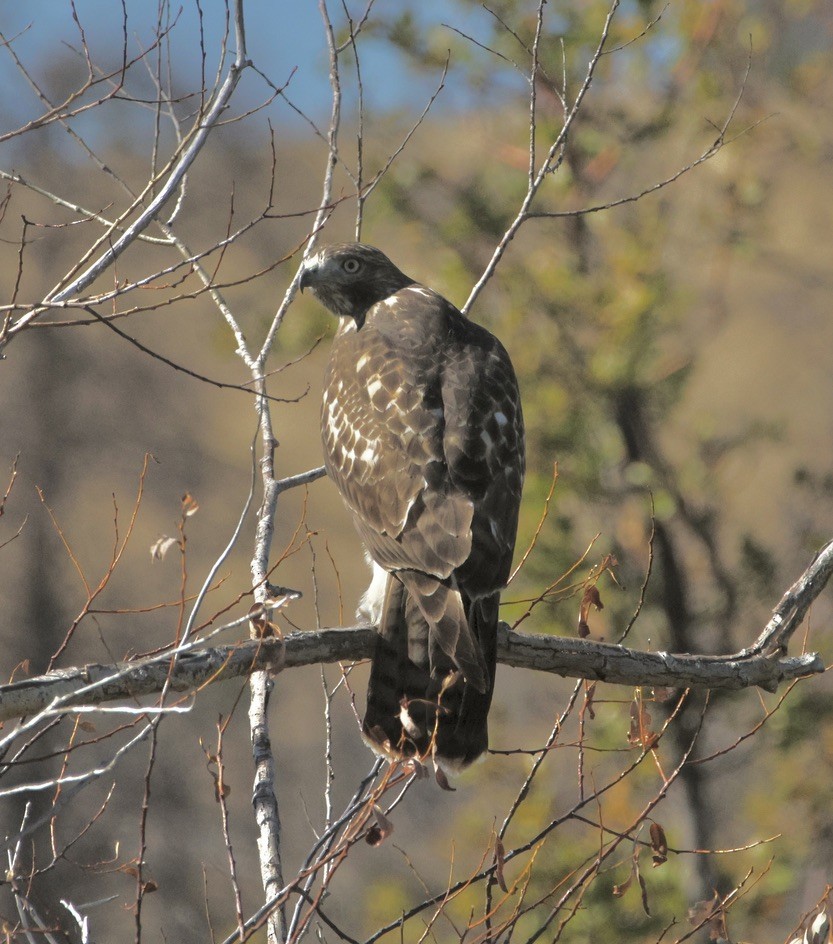 Red-tailed Hawk (calurus/alascensis) - ML623966909