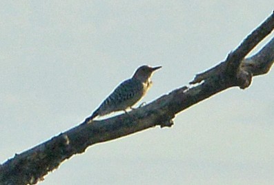 Red-bellied Woodpecker - ML623966916