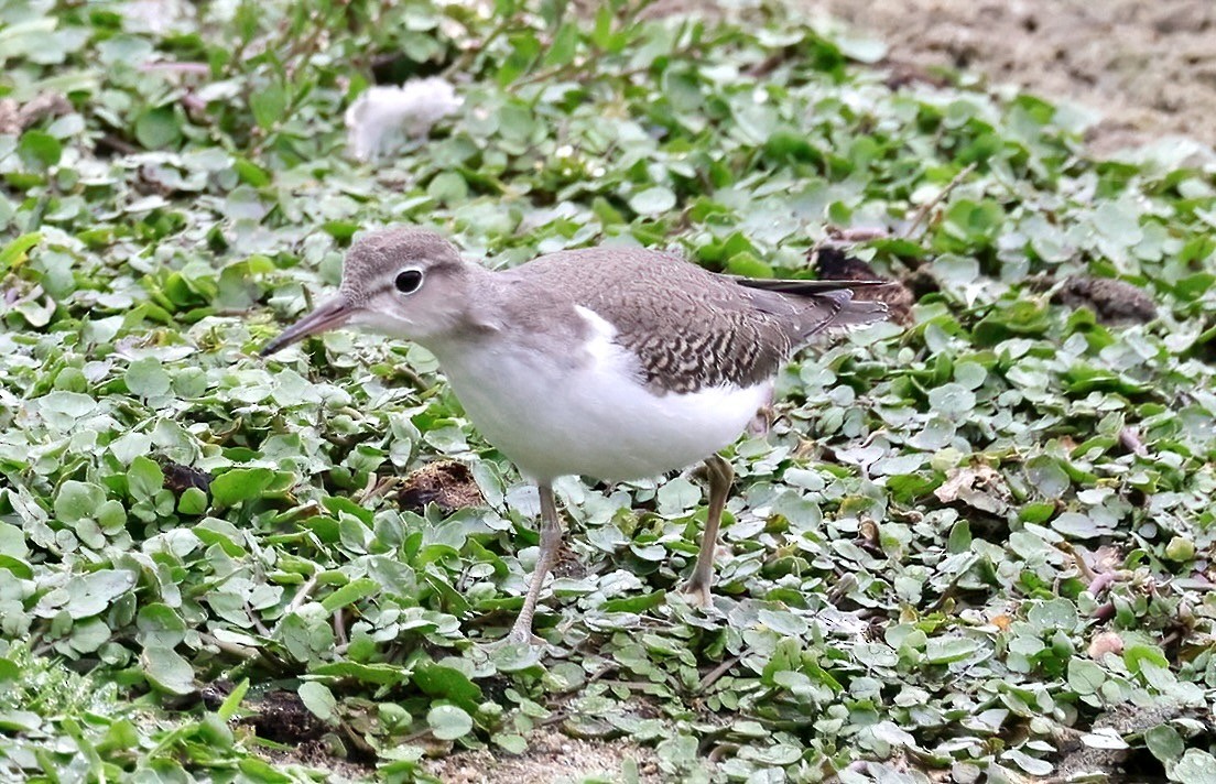 Spotted Sandpiper - ML623966930