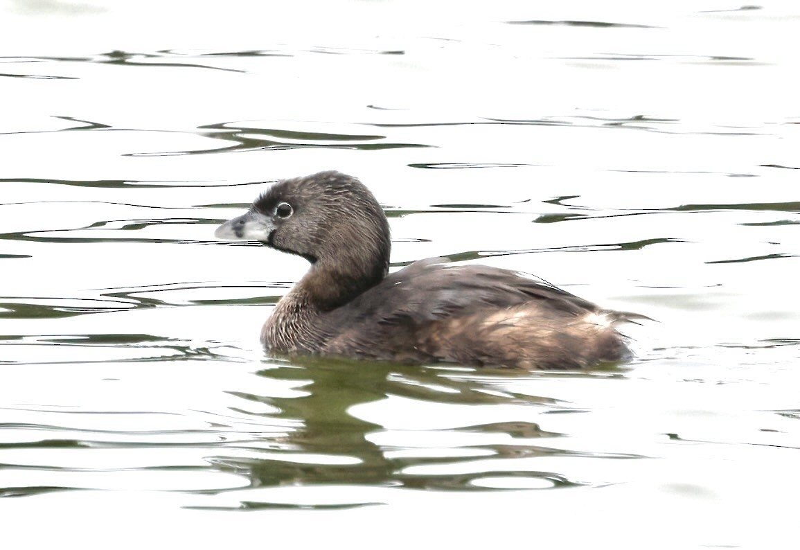 Pied-billed Grebe - Greg Plowman