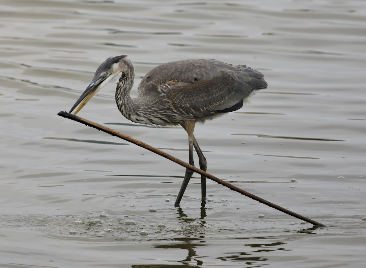 Great Blue Heron - ML623966955