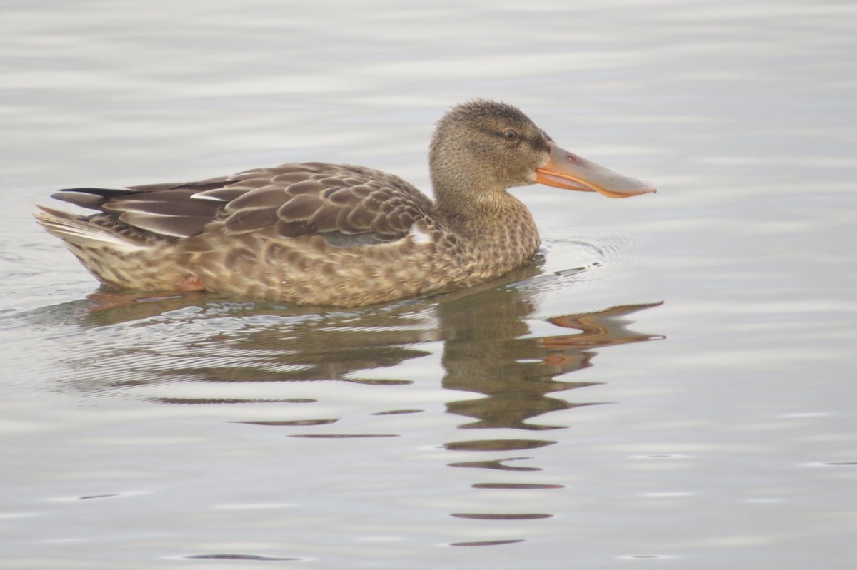 Northern Shoveler - ML623966958