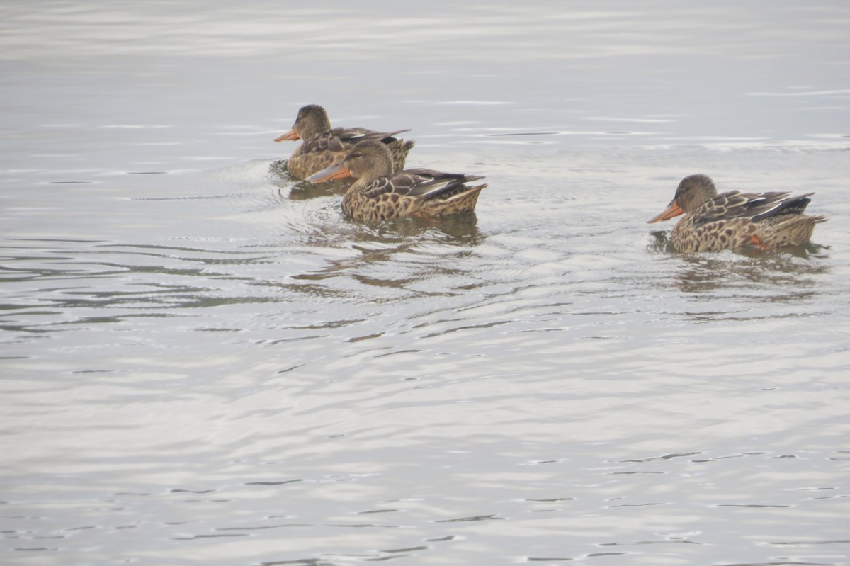 Northern Shoveler - ML623966980