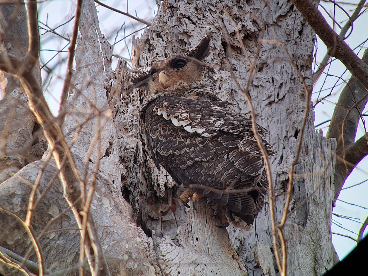 Spot-bellied Eagle-Owl - ML623966990